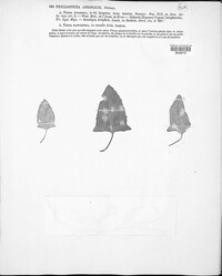 Stagonospora atriplicis image